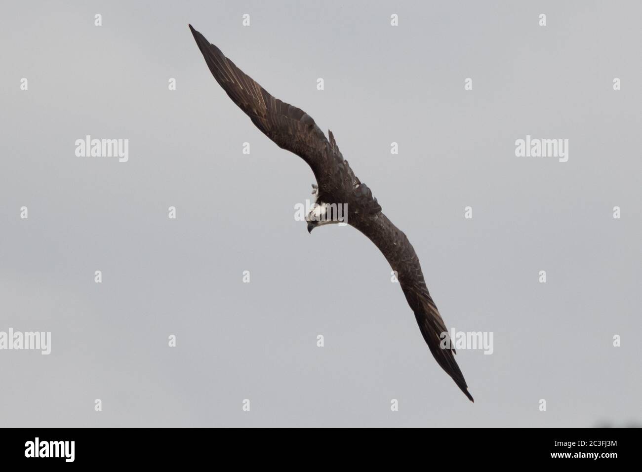 Osprey a Jordan Dam, North Carolina, immersioni e volo. Foto Stock