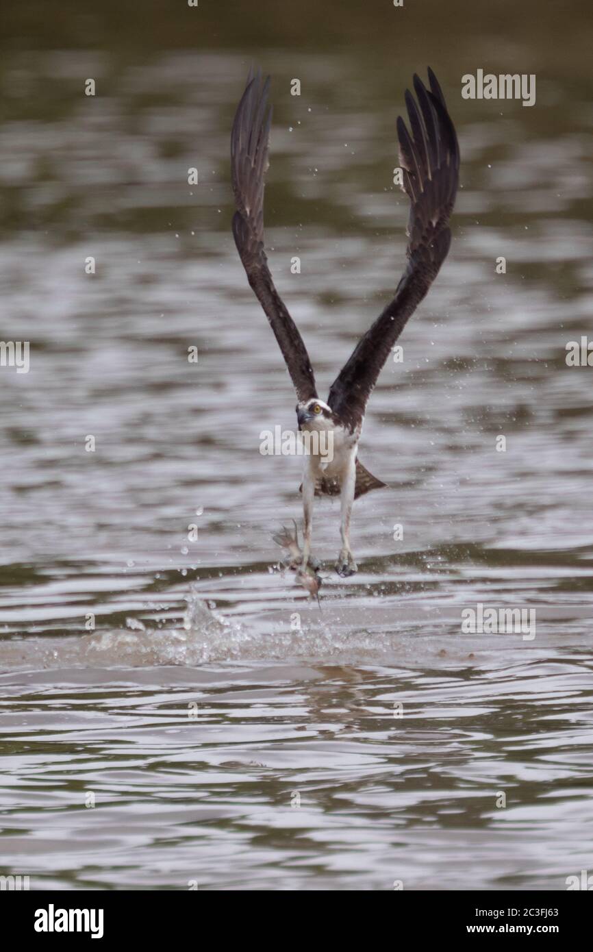 Osprey a Jordan Dam, North Carolina, immersioni e volo. Foto Stock