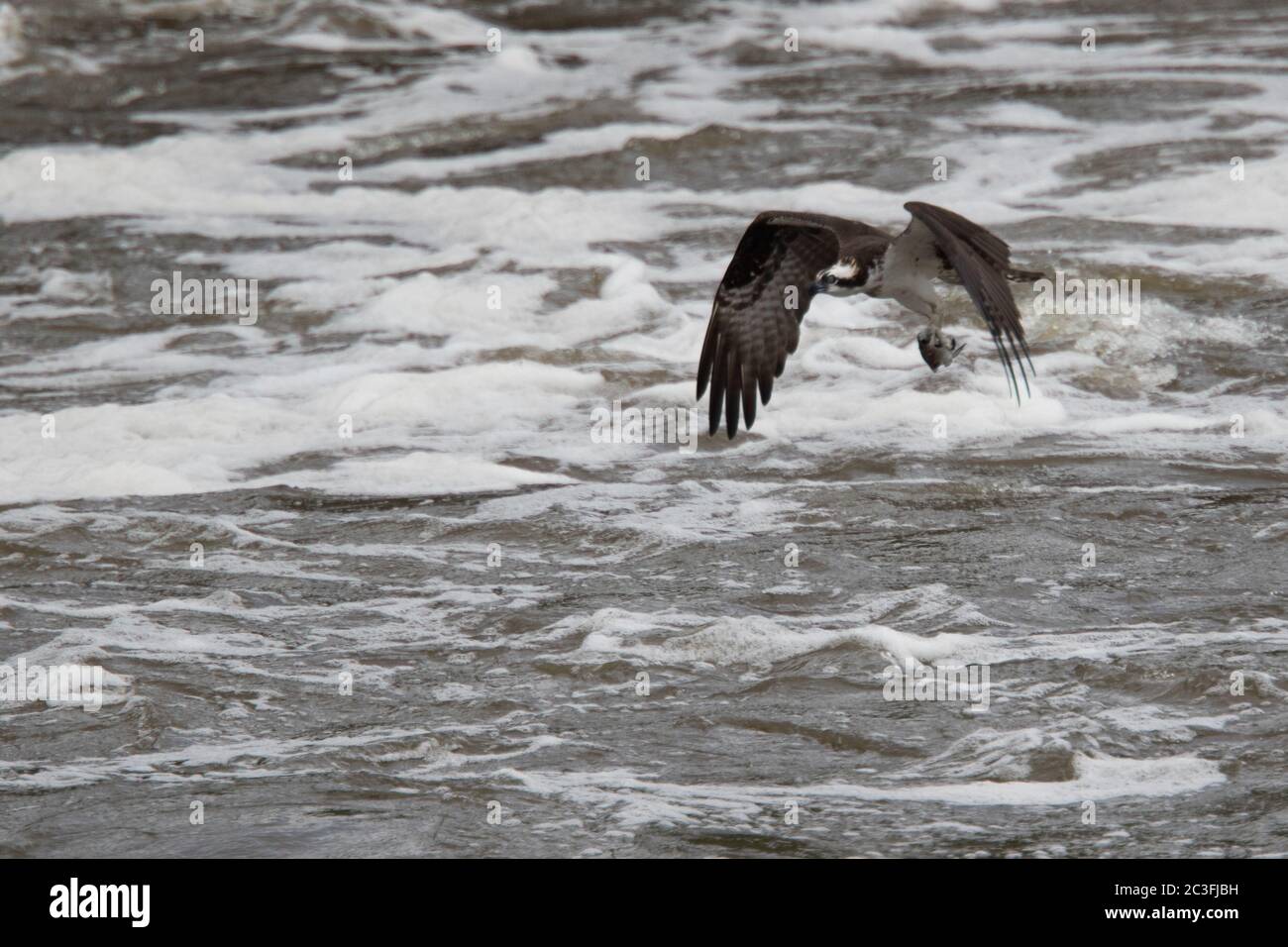 Osprey a Jordan Dam, North Carolina, immersioni e volo. Foto Stock