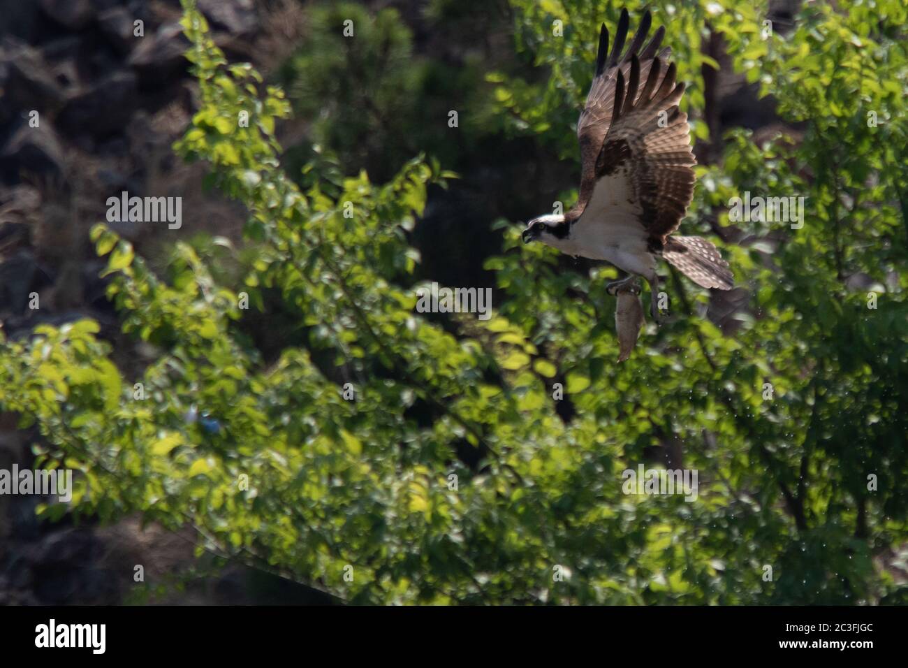 Osprey a Jordan Dam, North Carolina, immersioni e volo. Foto Stock