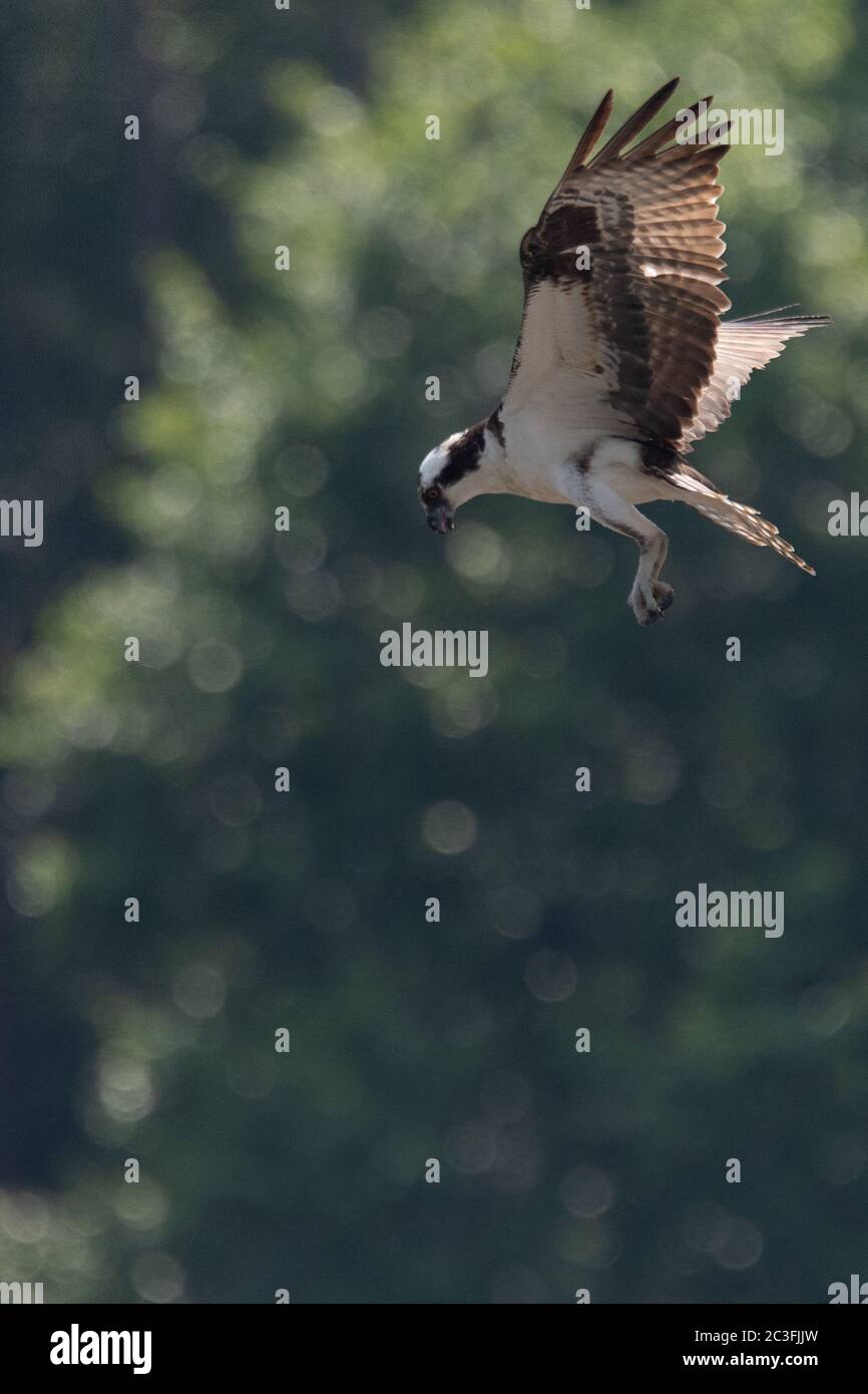 Osprey a Jordan Dam, North Carolina, immersioni e volo. Foto Stock