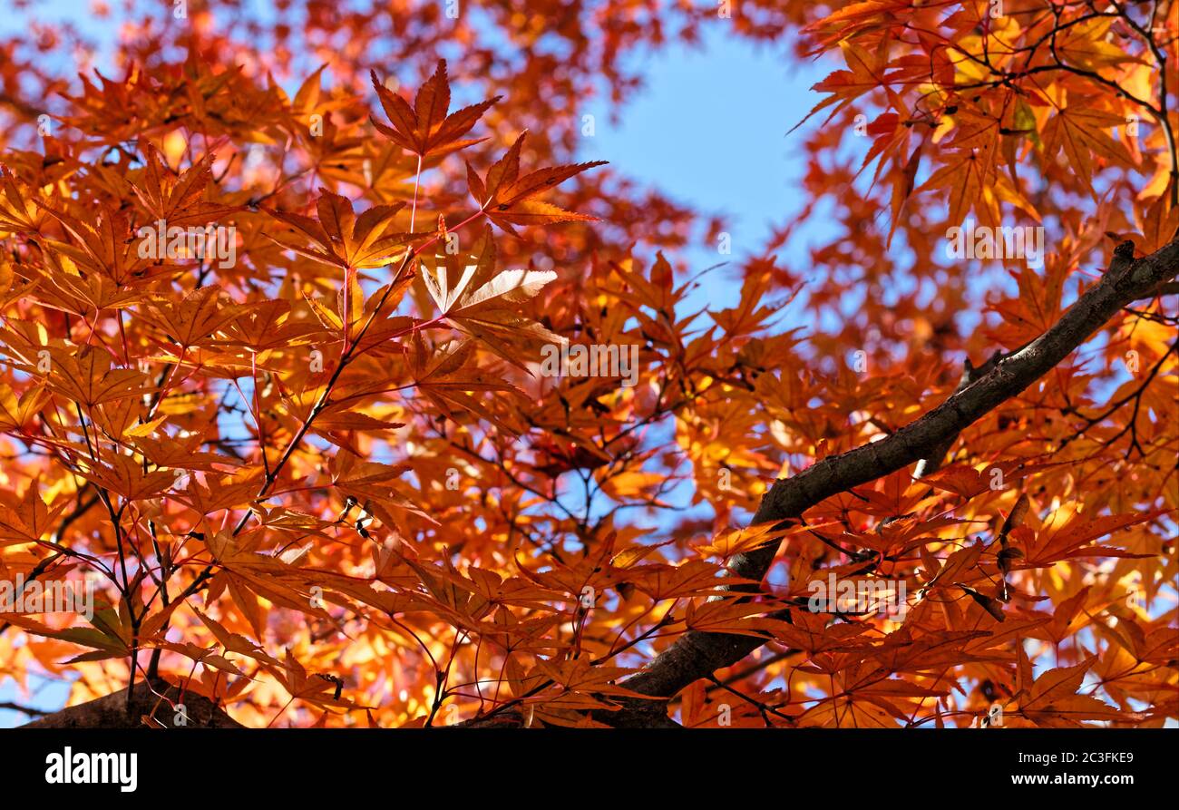 Guardando in alto le foglie di acero giapponese arancione brillante contro un cielo blu chiaro Foto Stock