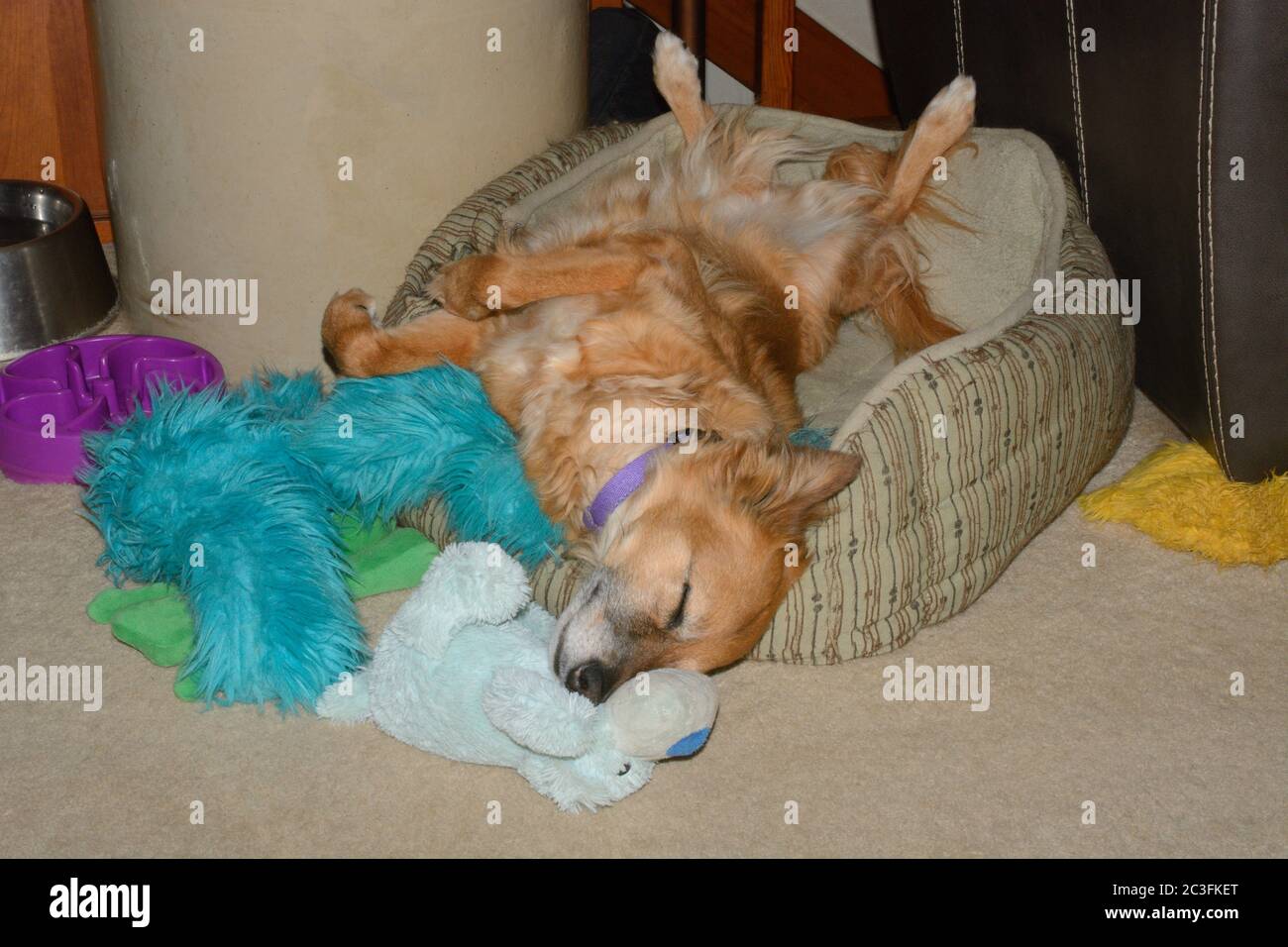 Sonno misto razza cane marrone si è esteso fuori nel sonno posteriore in letto di cane in casa circondato da giocattoli di cane Foto Stock