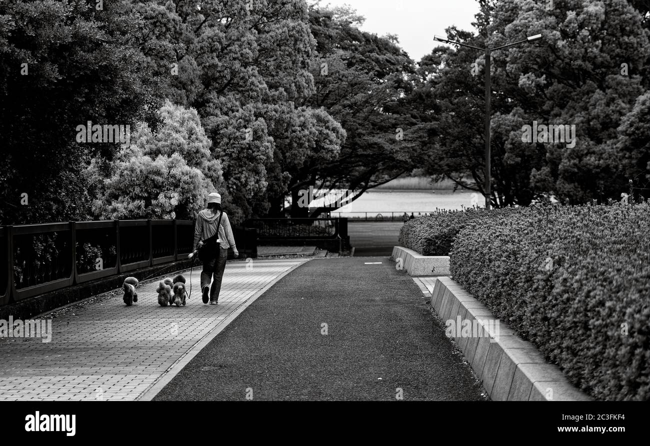 Lone donna cani da passeggio su un sentiero lastricato in un parco Foto Stock