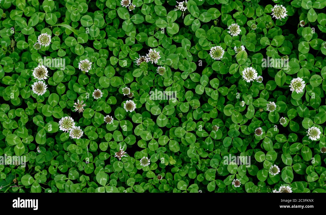 Un cerotto di trifoglio macchiato con fiori bianchi Foto Stock