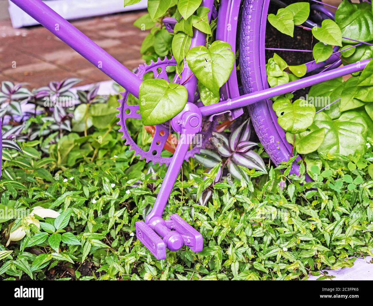 Il pedale viola della bicicletta e parte della ruota posteriore in verde lascia in primo piano Foto Stock