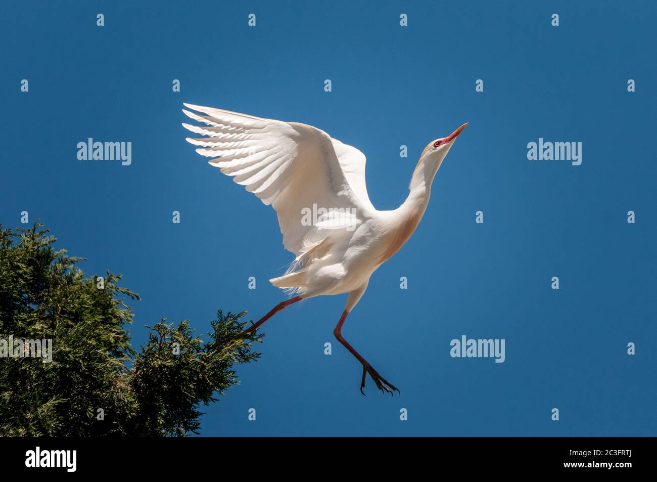 Isolato da vicino di un grande uccello bianco che decolla-Israele Foto Stock