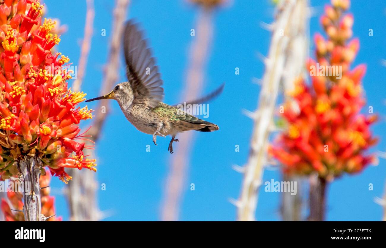 Hummer che si nuce ai Blooms di Ocotillo Foto Stock