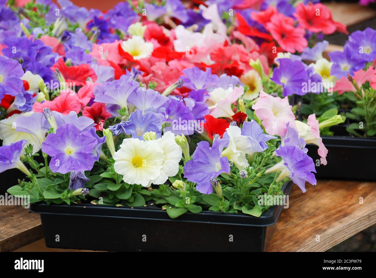 Petunia nel recipiente, petunia di colore misto Foto Stock