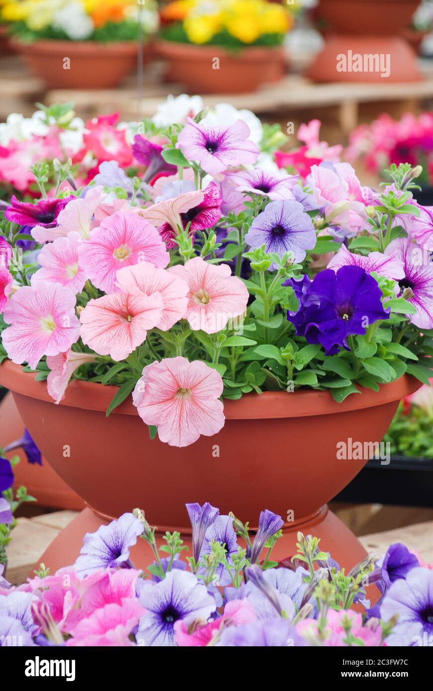 Petunia nel recipiente, petunia di colore misto Foto Stock