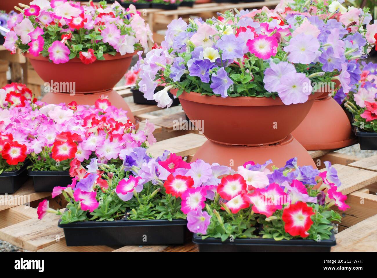 Petunia nel recipiente, petunia di colore misto Foto Stock