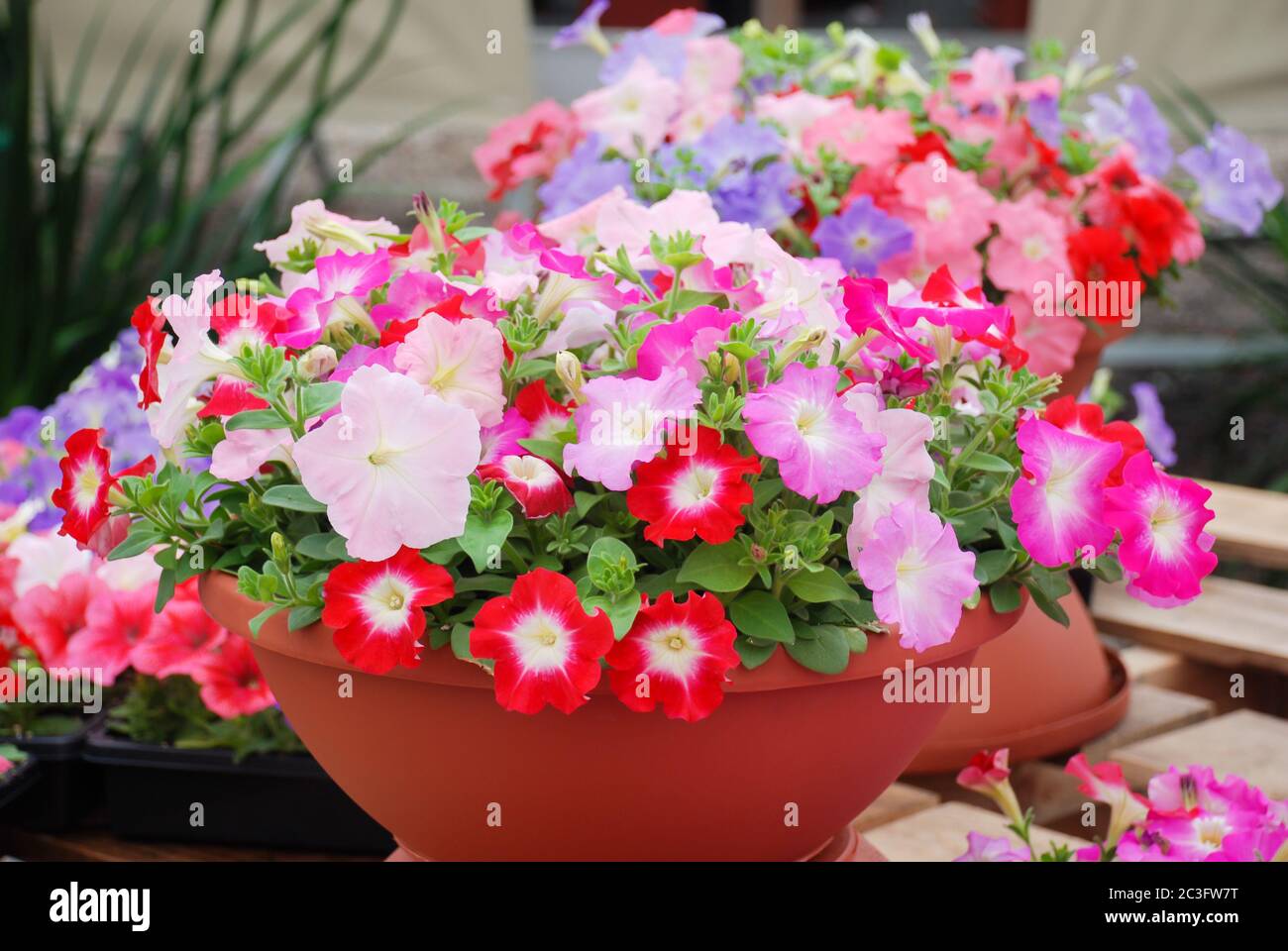 Petunia nel recipiente, petunia di colore misto Foto Stock