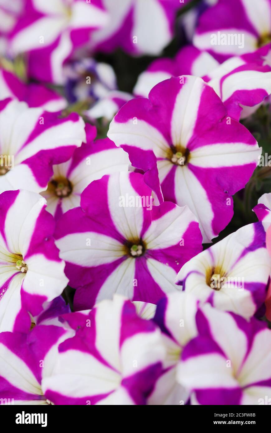 Petunia nel vassoio, Petunia nel piatto, petunia stella viola Foto Stock