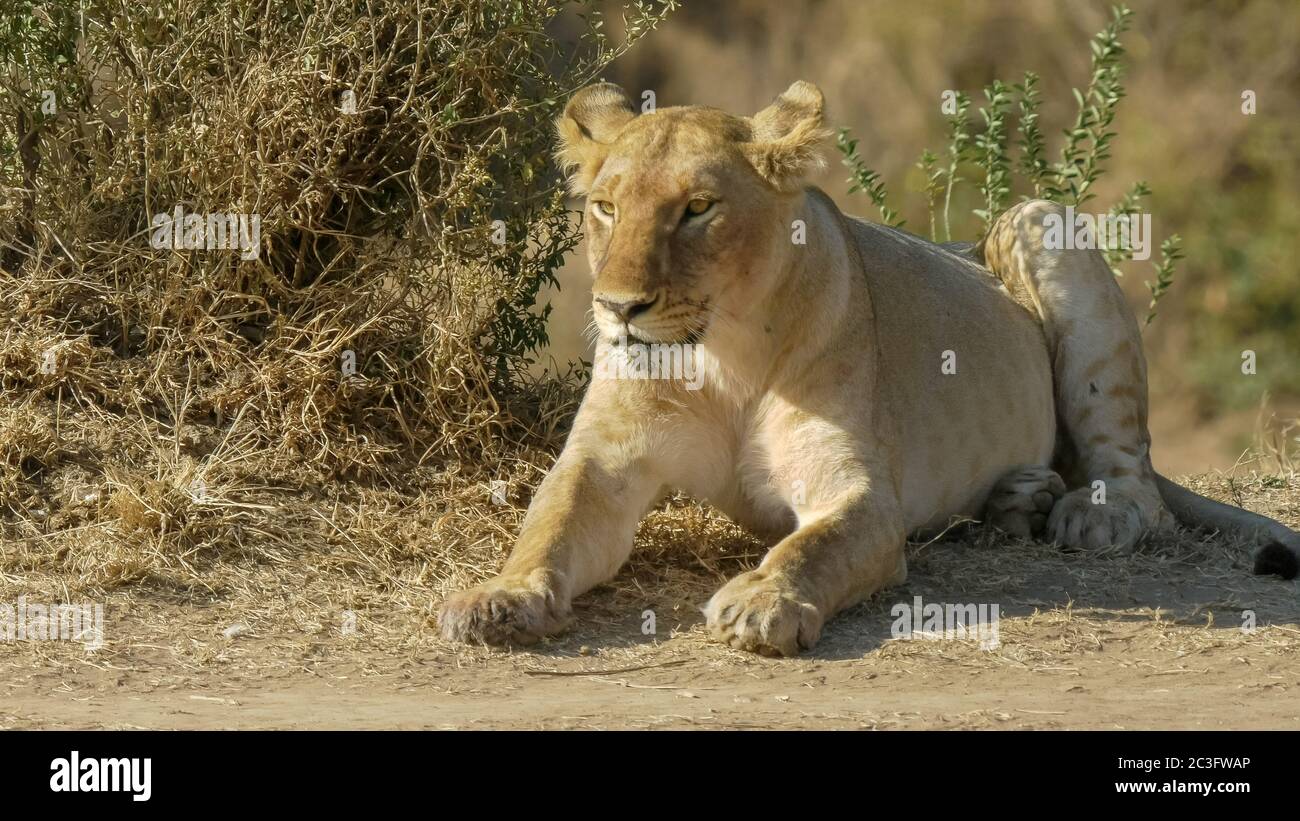 primo piano di un cucciolo di leone che riposa nella riserva di masai mara Foto Stock