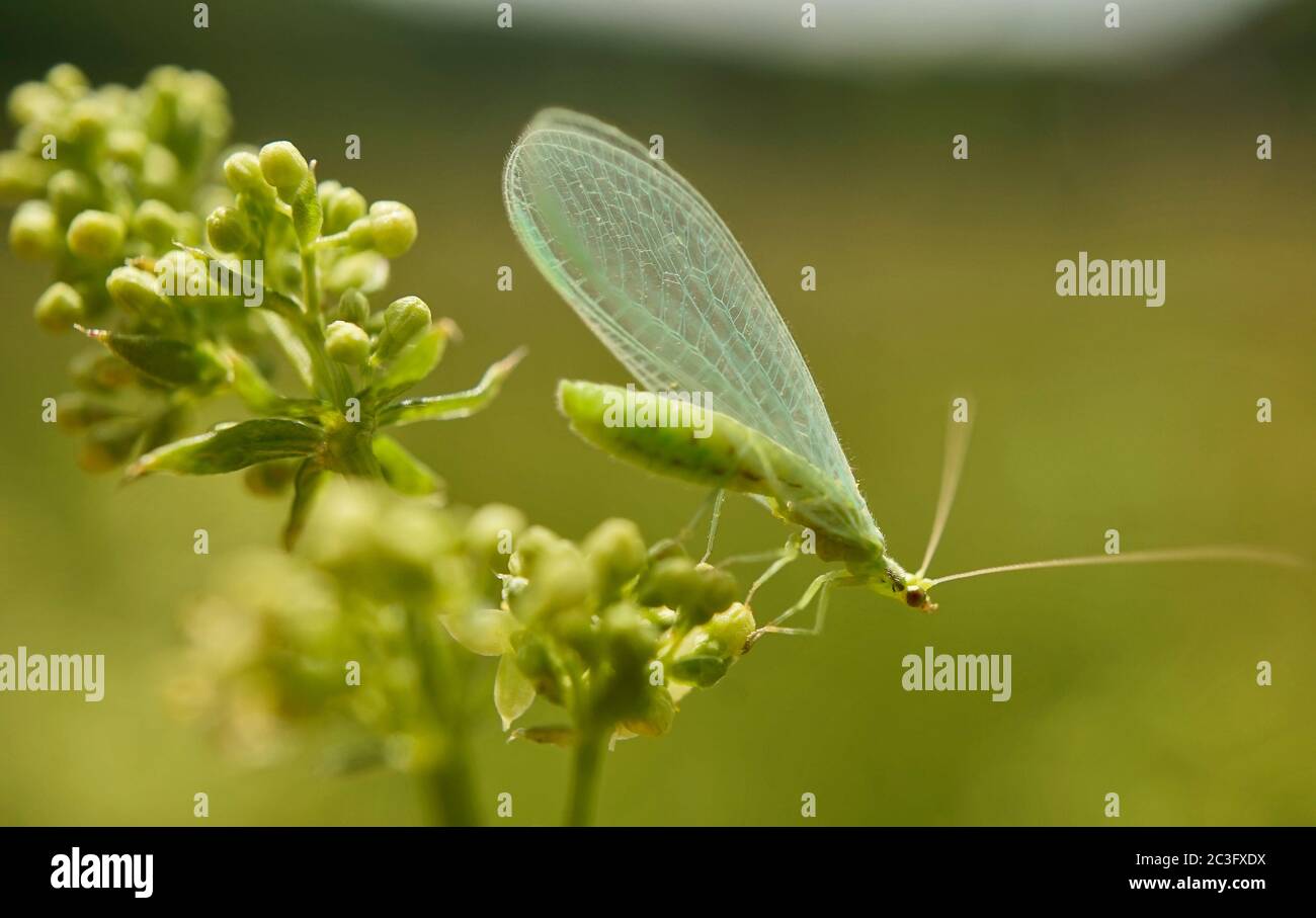 Primo piano di una verde lacewing Foto Stock