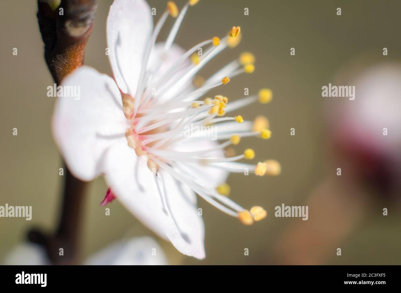 un primo piano fiore bianco in fiore Foto Stock