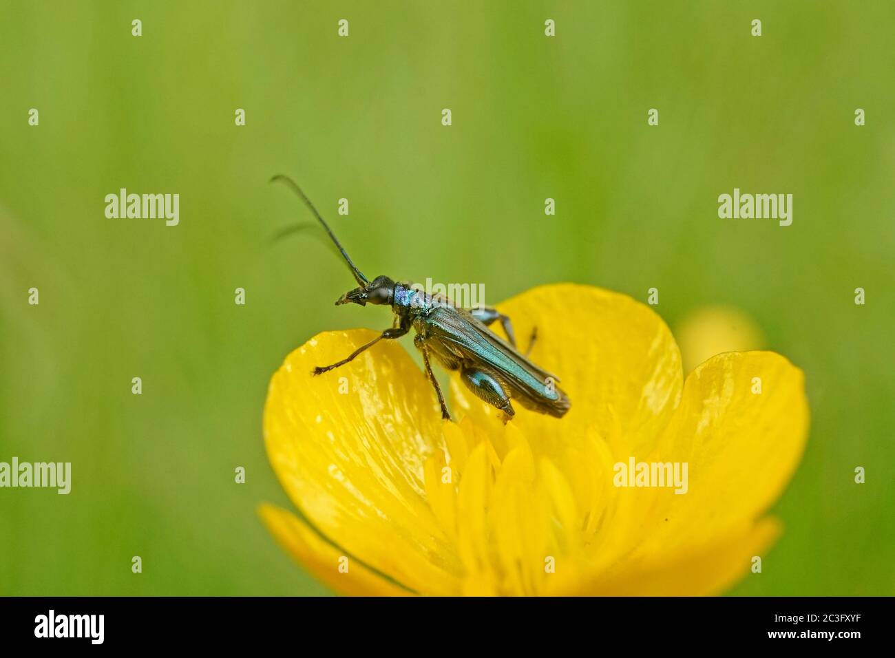 Primo piano di un coleottero di fiori a zampe spesse Foto Stock