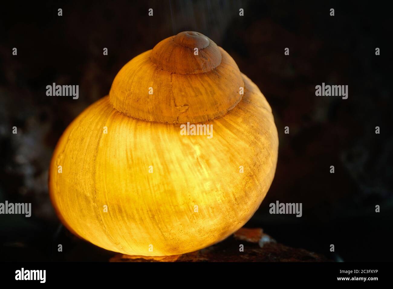 Vista astratta illuminata di una conchiglia di lumaca Foto Stock