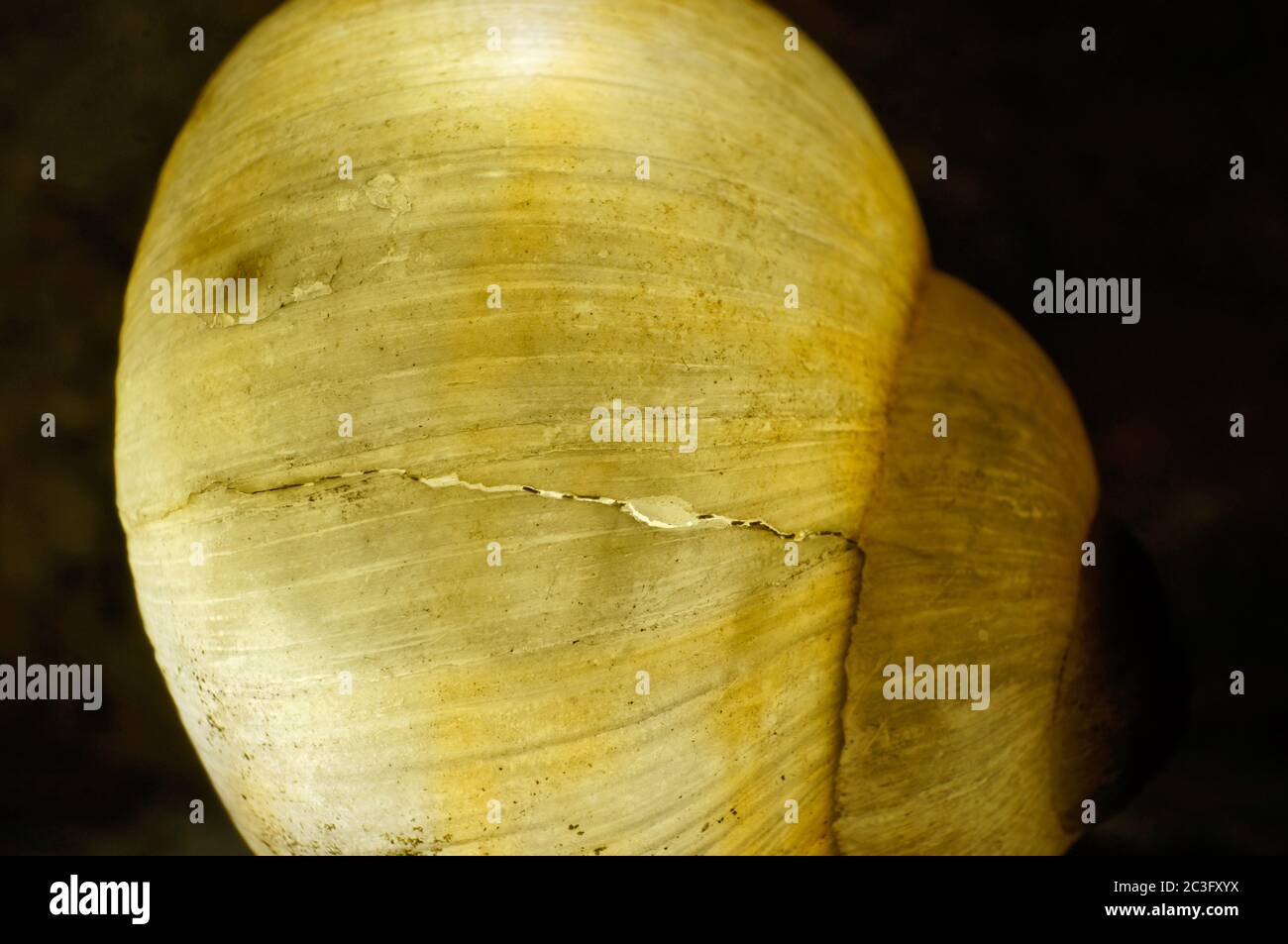 Vista astratta illuminata di una conchiglia di lumaca Foto Stock