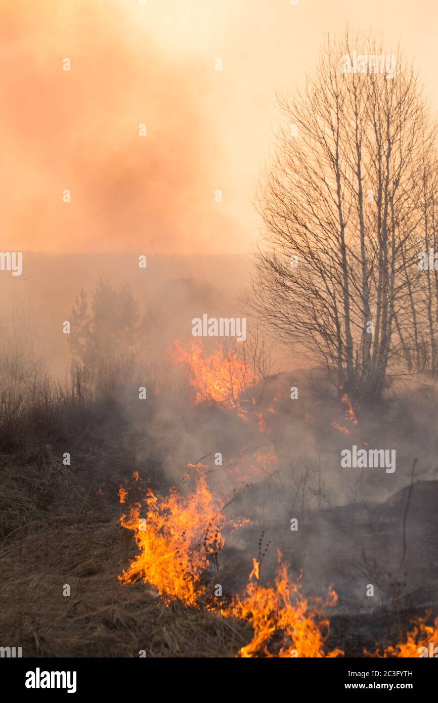 Fuoco di foresta che brucia, fuoco di Wildfire primo piano all'ora del giorno Foto Stock