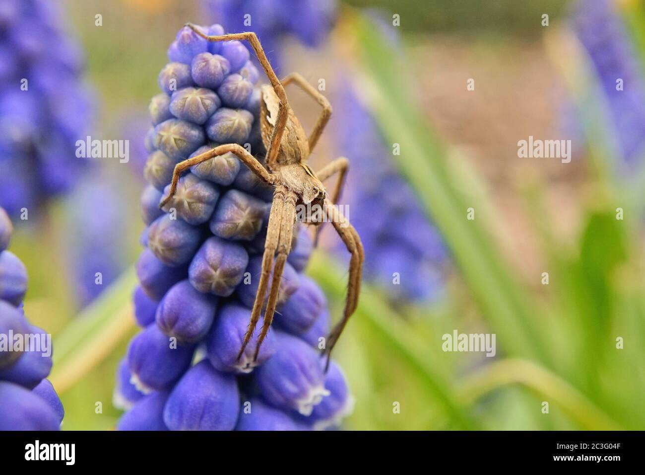 Macro foto di un ragno lupo Foto Stock