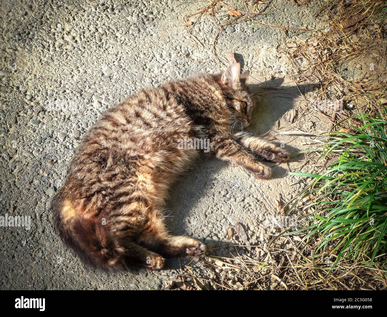 Il gattino di strada si trova a terra e si crogiolerà al sole Foto Stock