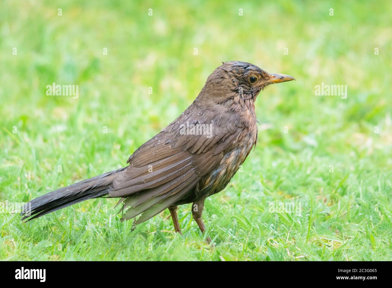 Femmina di uccello nero in tempo piovoso su un prato Foto Stock