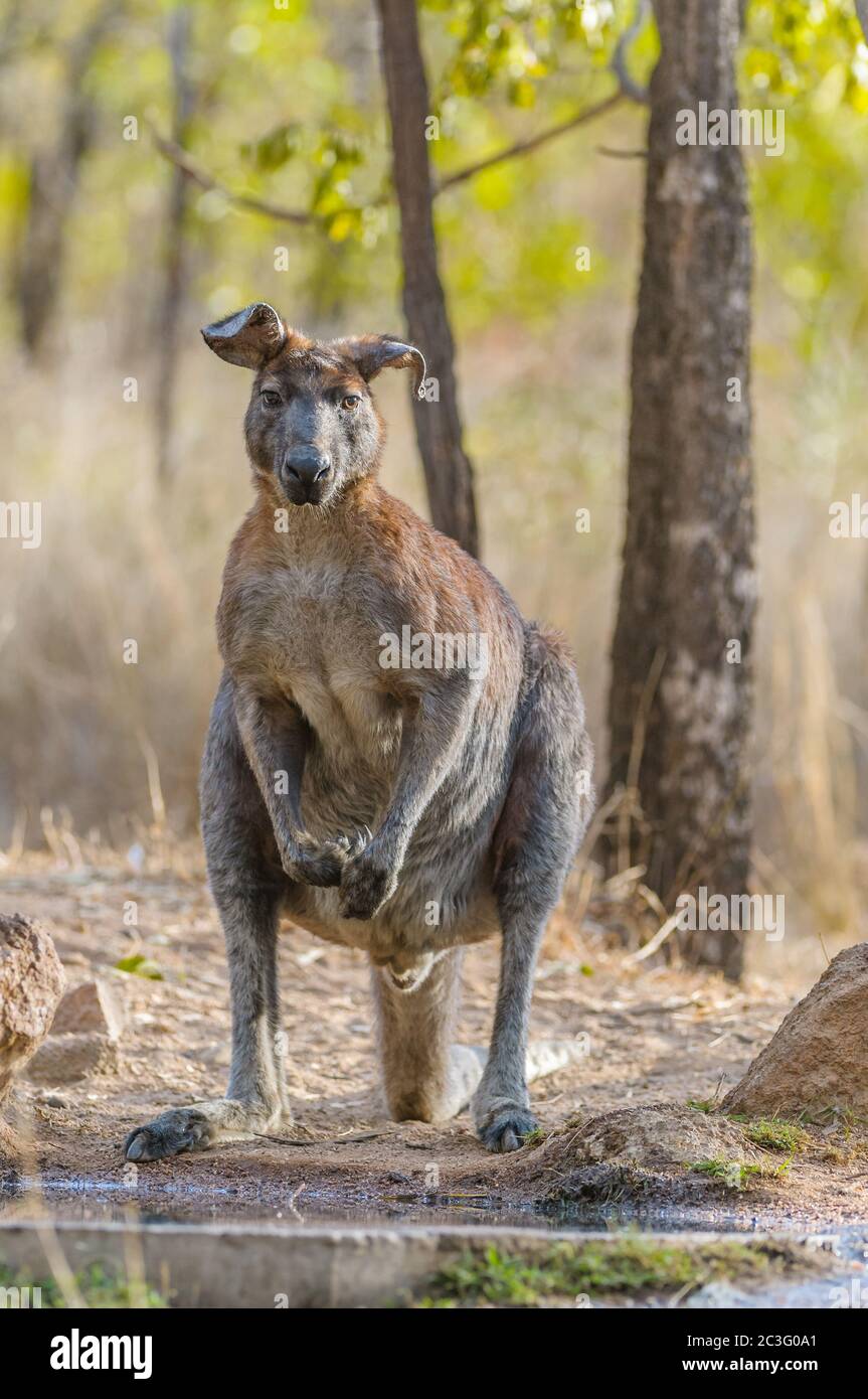 Il vecchio guerriero, maschio, Black Wallaroo orecchie si chinò con il peso del tempo e molte zecche dissetano la sua sete in un buco d'acqua in Australia. Foto Stock