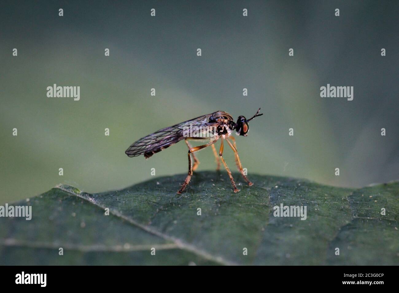 Primo piano di una mosca su una pianta. Foto Stock