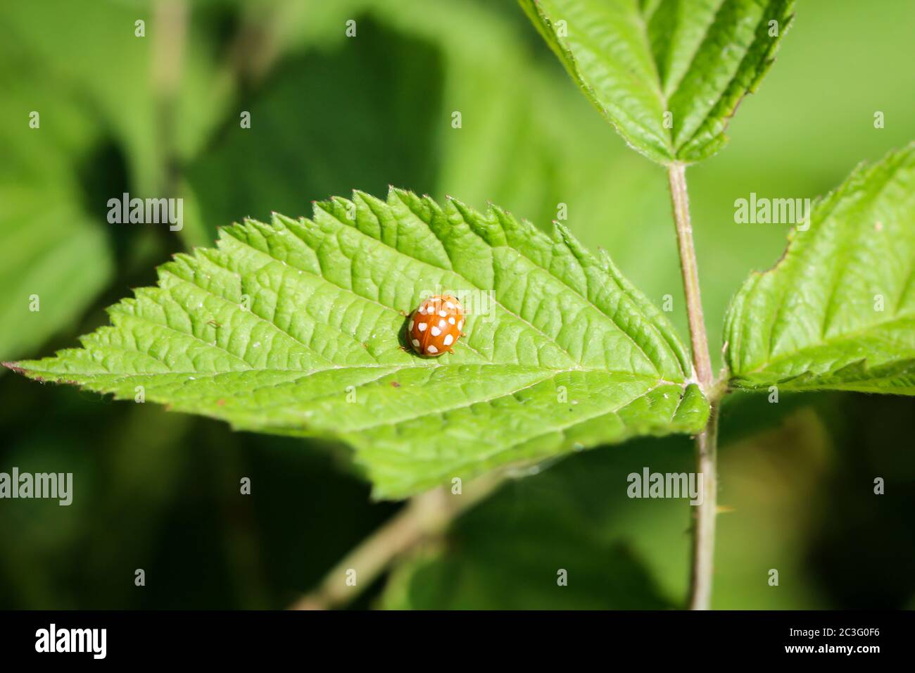 I ladybirds sono fetili emisferici, aerabili con colori e puntini diversi sulle ali. Foto Stock