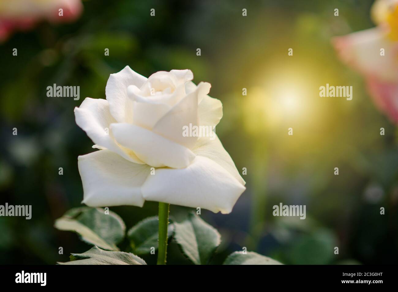 Rosa e calda luce in giardino sfondo , bei momenti di amore e di vita felice. Foto Stock