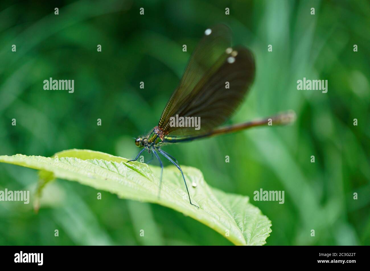Magnifica libellula su una foglia Foto Stock
