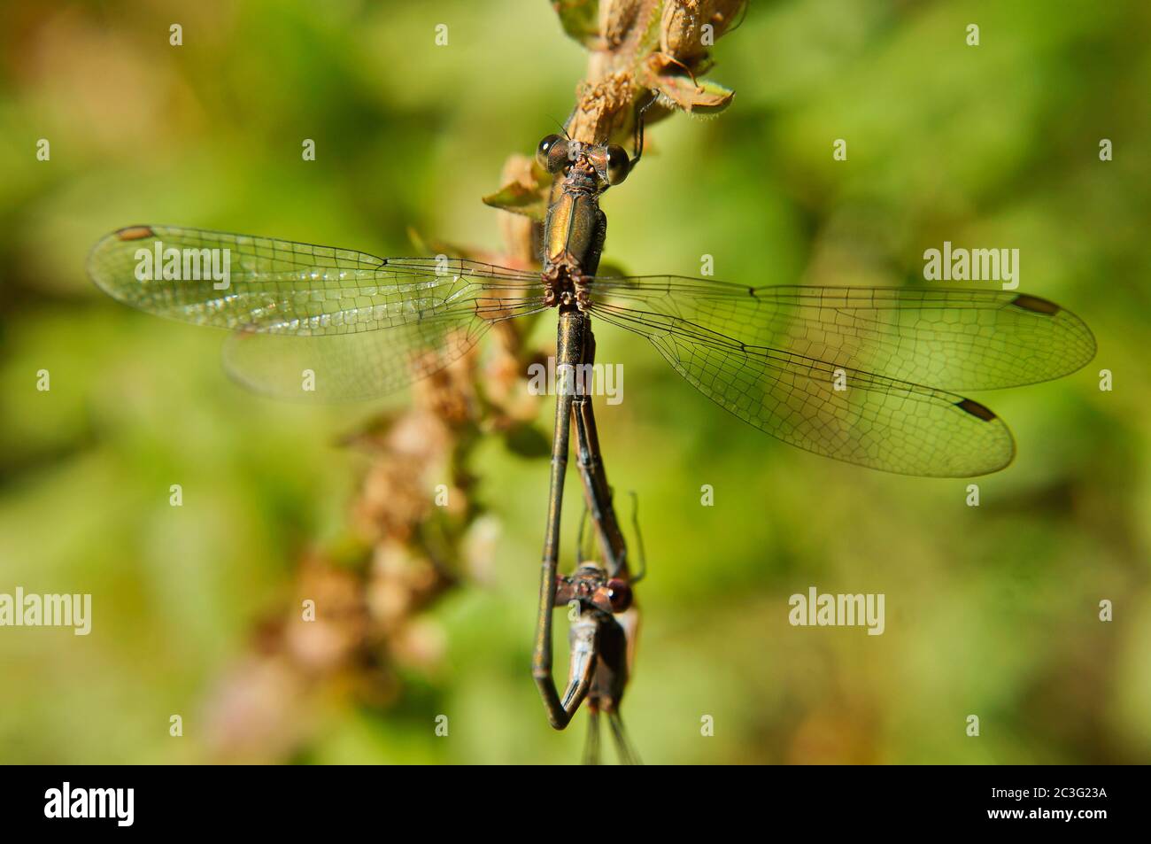 Vista ravvicinata di due libellule che si accoppiano Foto Stock