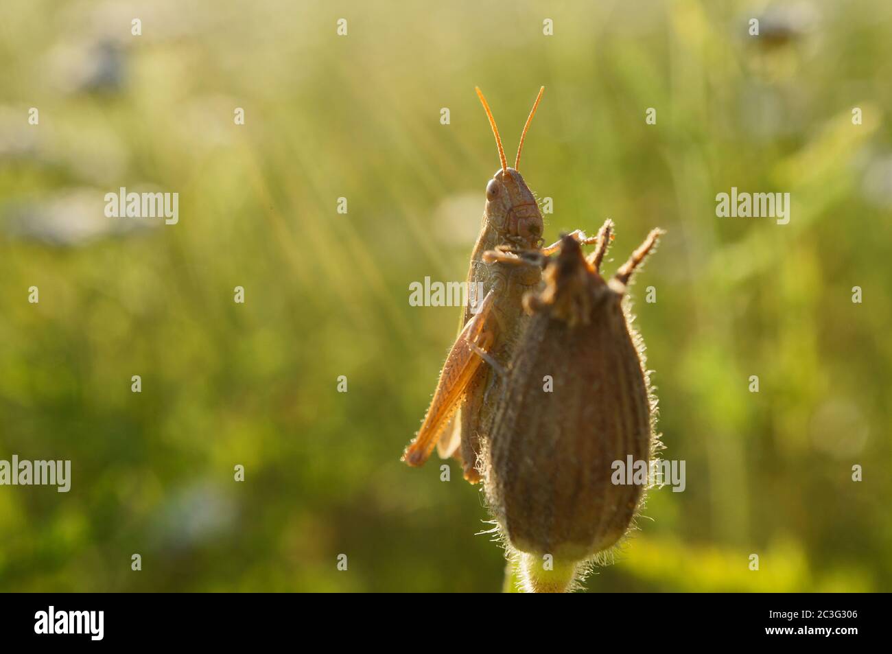 Grasshopper seduta su un fiore Foto Stock