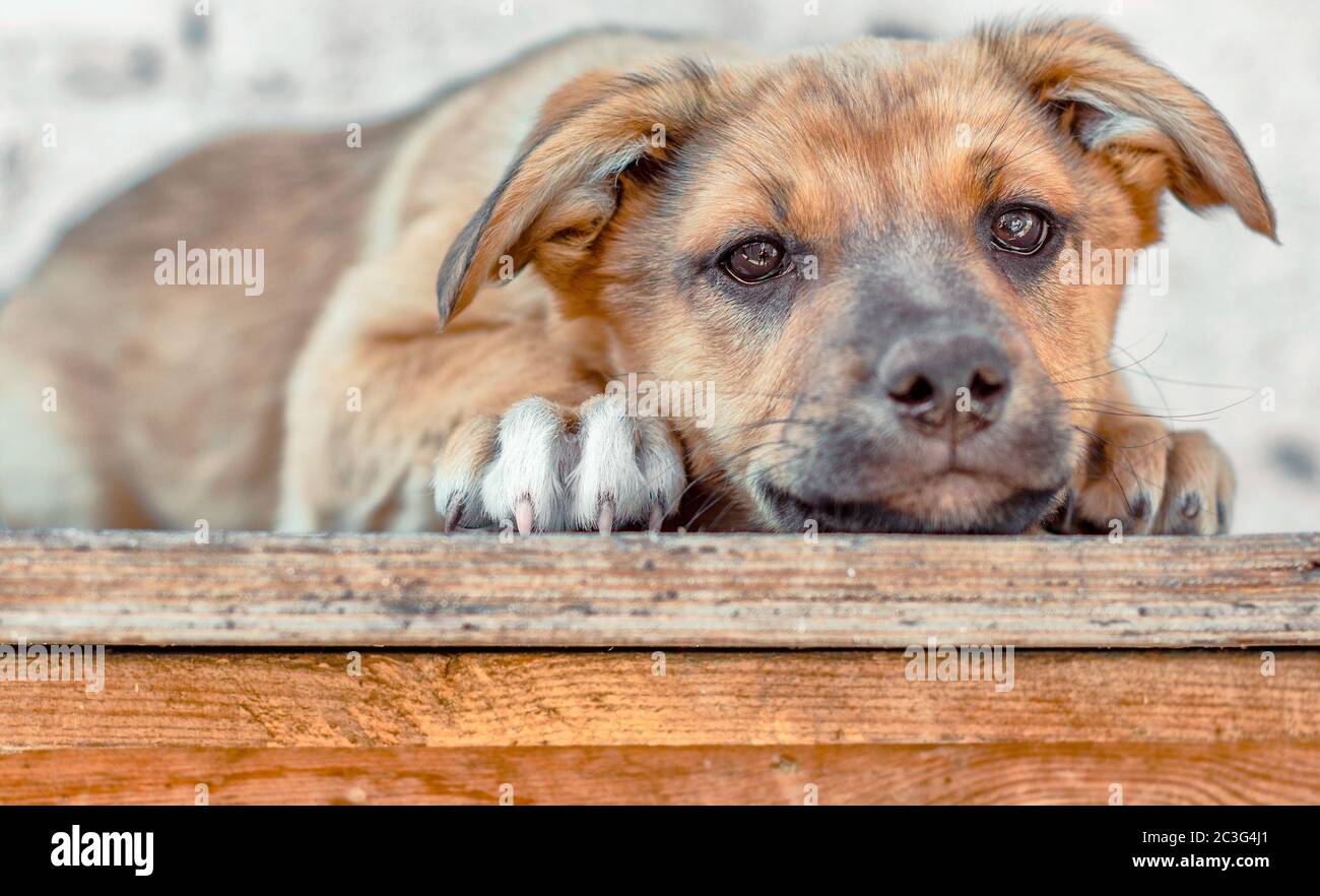 il cucciolo rosso di mongrel giace su un tavolo di legno Foto Stock