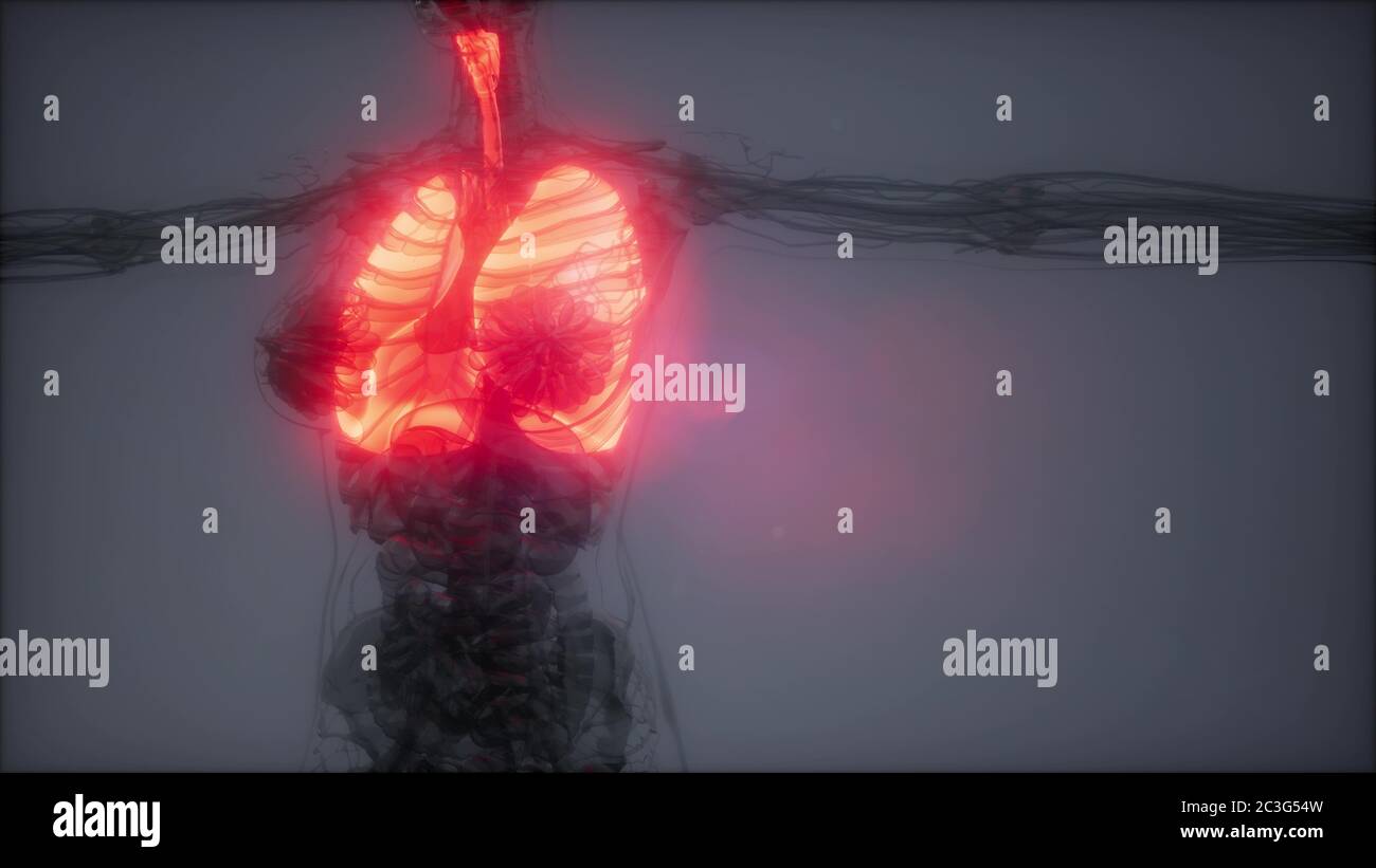 Polmoni umani esame radiologico Foto Stock