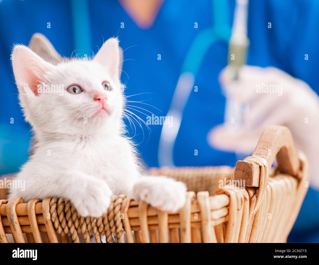 Vet medico esaminando i gattini in ospedale per animali Foto Stock