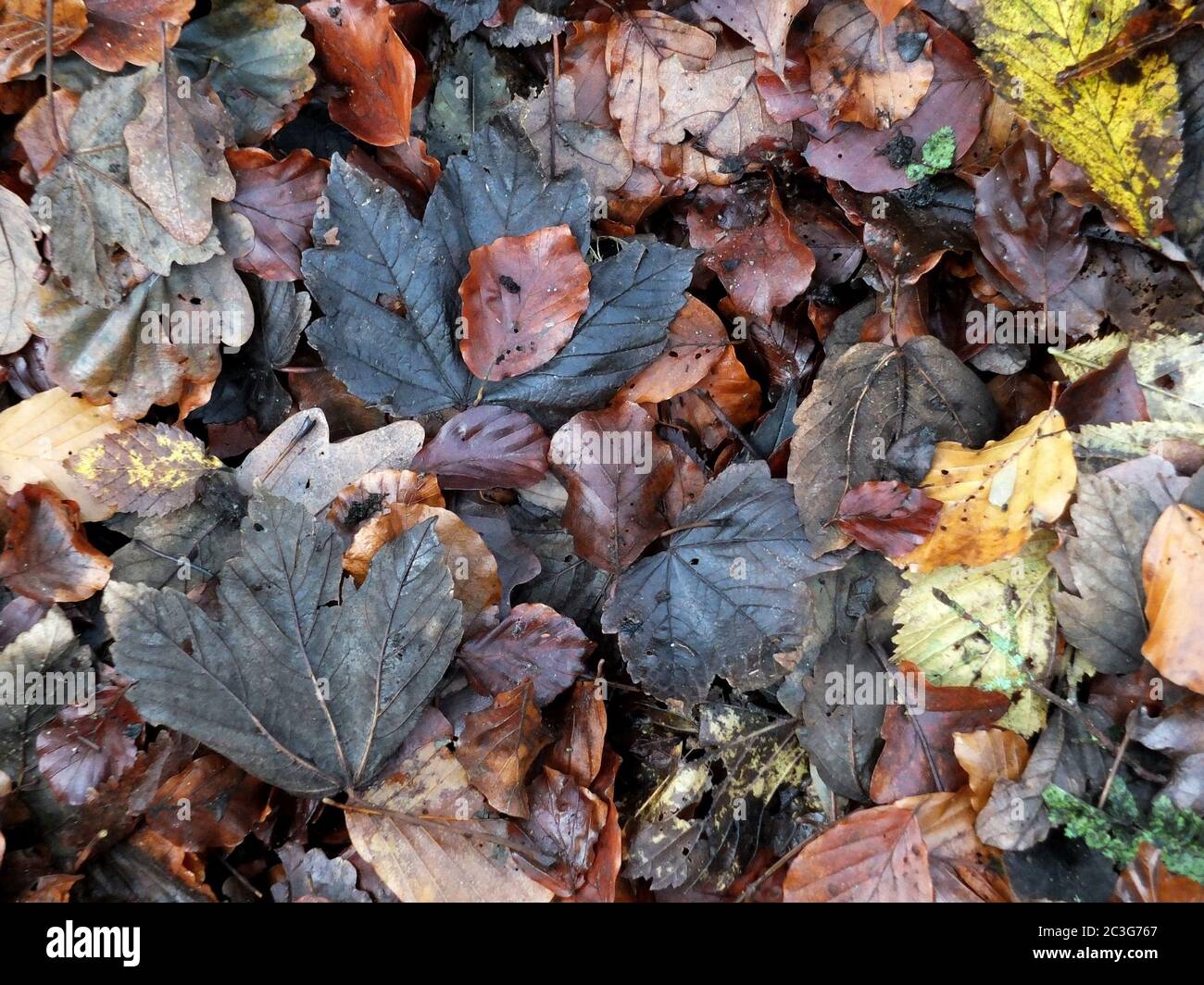 foglie umide di autunno caduto mescolate in colori diversi su un pavimento di bosco Foto Stock