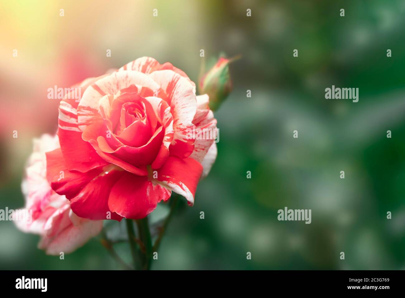 Sfondo fiore estate. Splendido sfondo di fiori di rosa con spazio per la copia Foto Stock