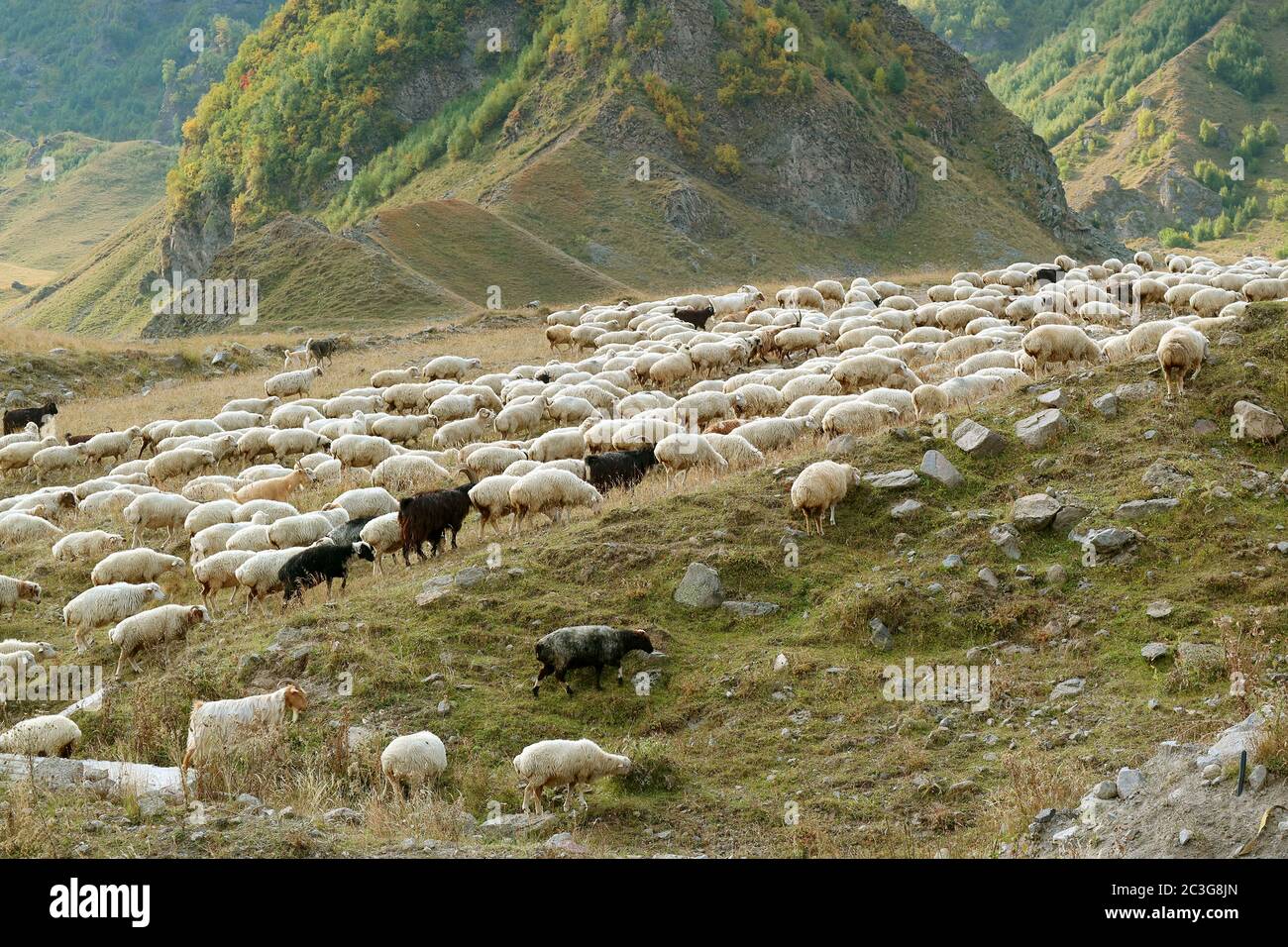 Gregge di pecore che pascolano sulla pendenza del Caucaso in Georgia Foto Stock