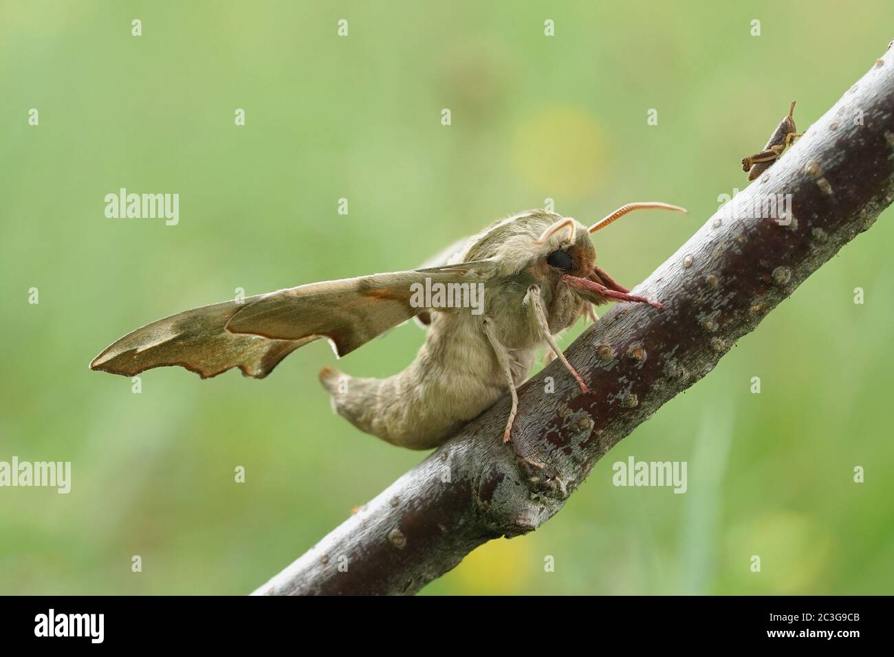 Primo piano di una falce di lime Foto Stock