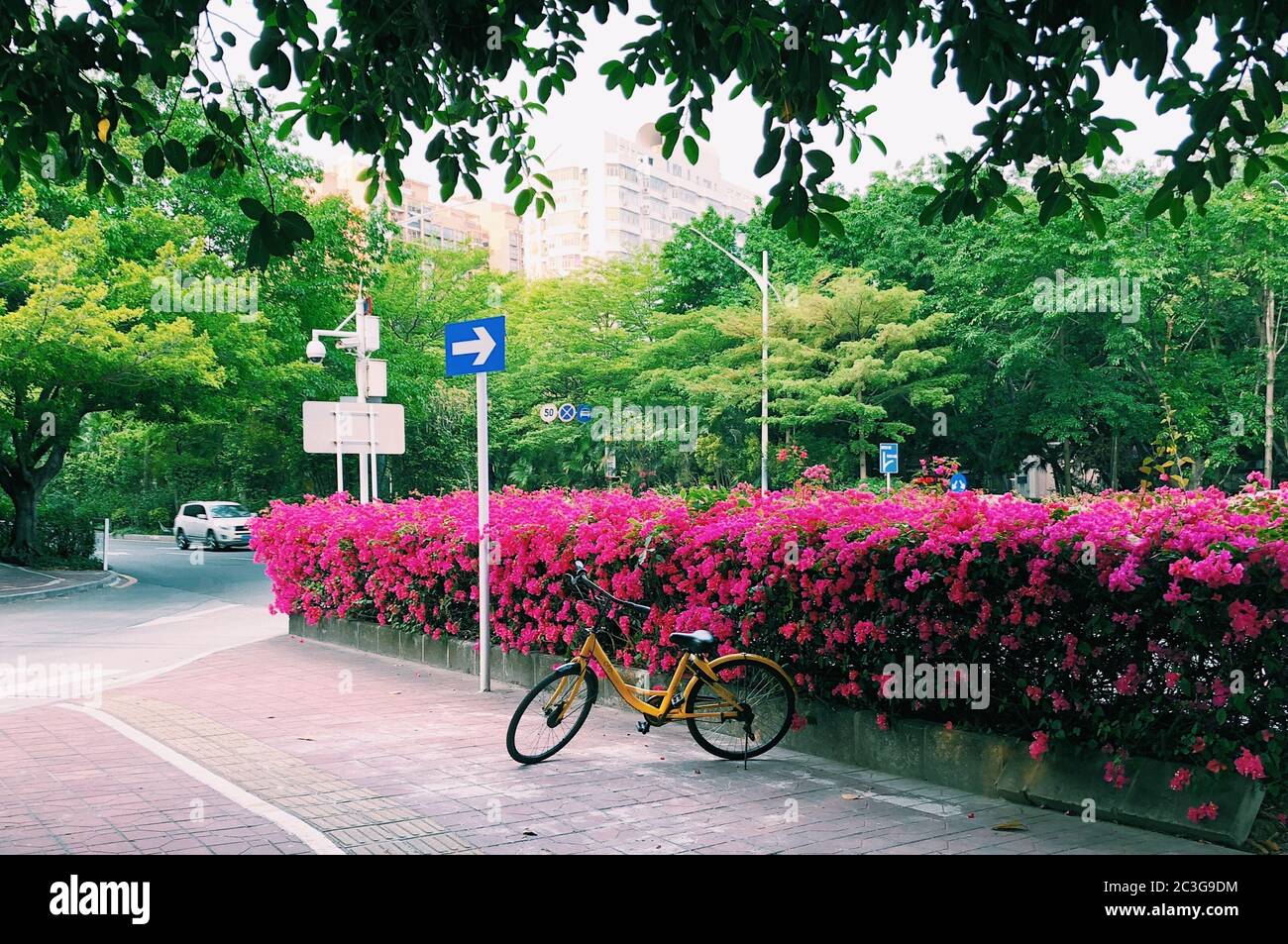 Bicicletta gialla parcheggiata vicino ai fiori rosa sulla strada sotto il cartello che indica a destra Foto Stock