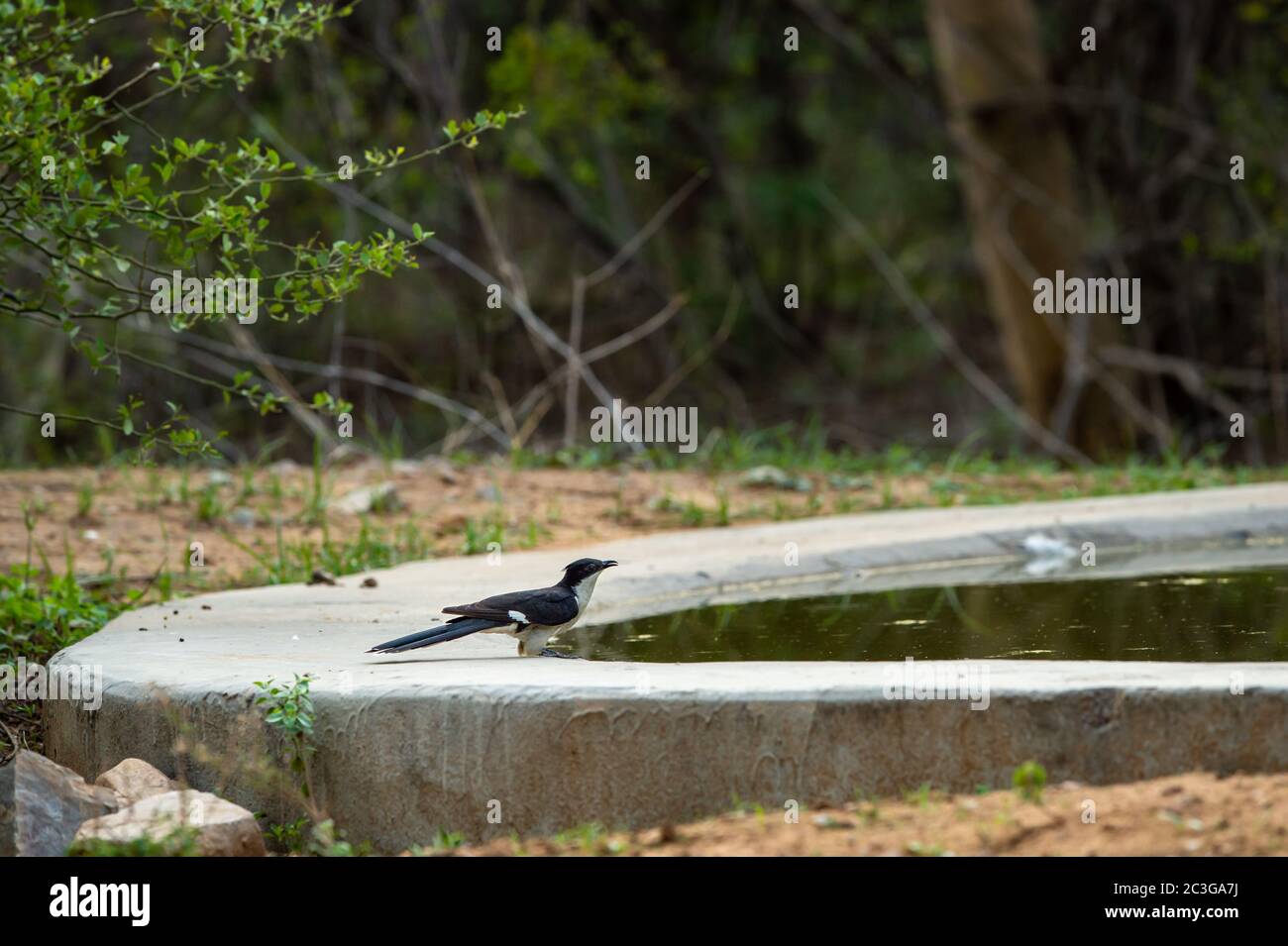 Jacobin cucù o cucù pied o il cucù crestato pied o il jacobinus clamator ad uno di waterhole a jhalana riserva forestale jaipur rajasthan india Foto Stock