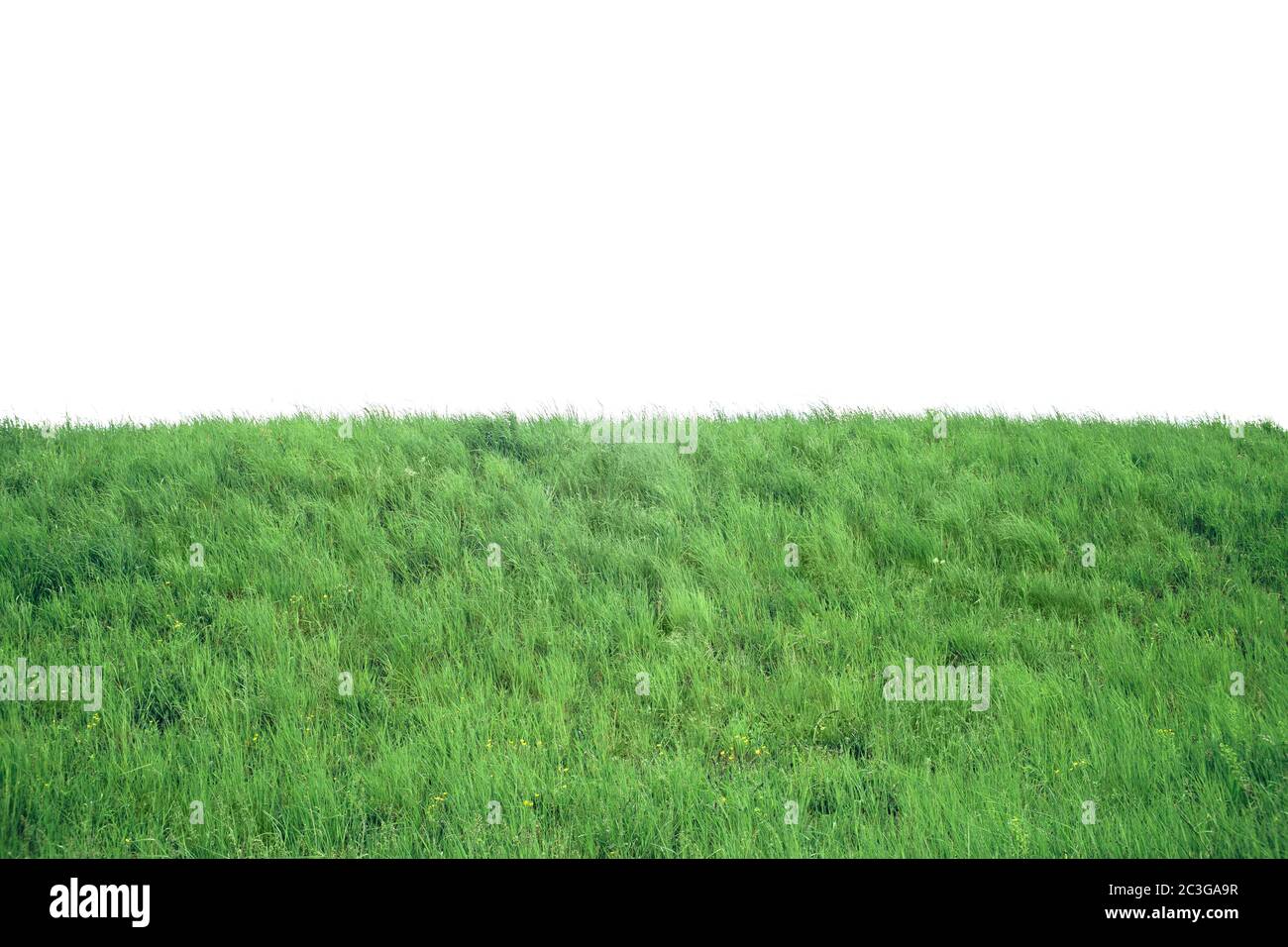 Erba verde su collina isolata su sfondo bianco Foto Stock