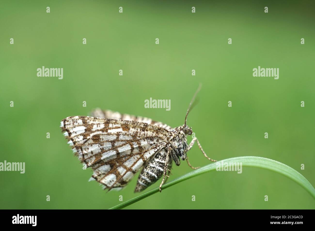 Primo piano di una falena di brughiera laticata Foto Stock