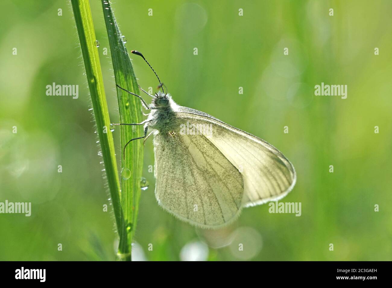 Vista ravvicinata di un bianco di legno Foto Stock