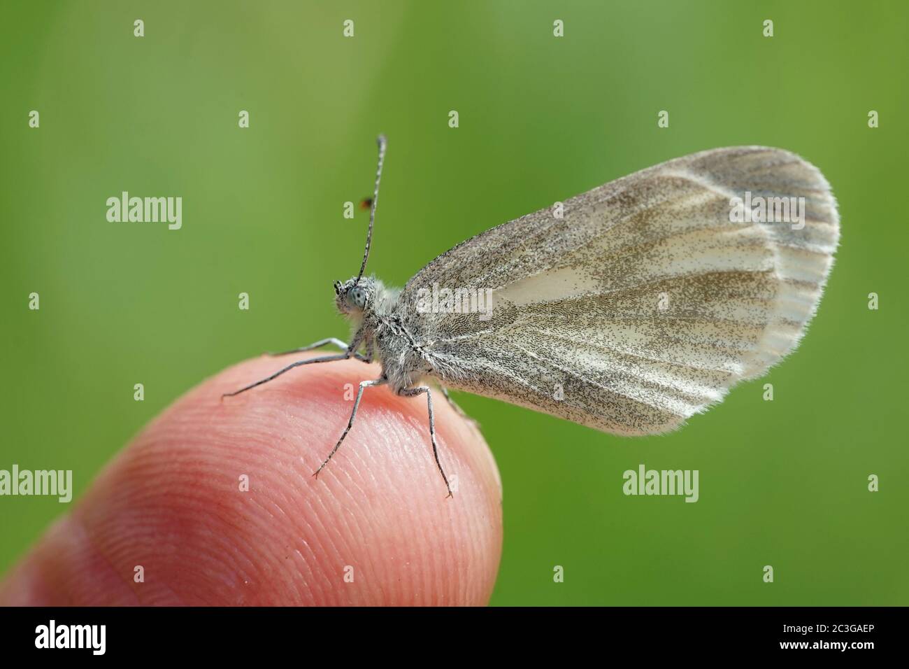 Vista ravvicinata di un bianco di legno Foto Stock
