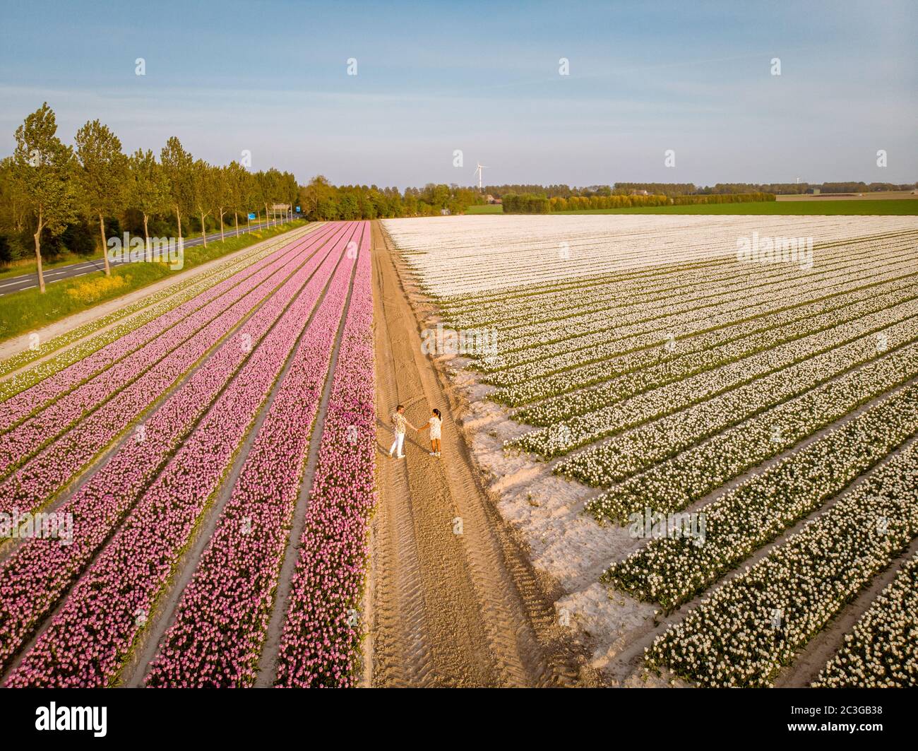 Campi di tulipano nei Paesi Bassi, coppia uomini e donne in campo di fiori durante la primavera nei Paesi Bassi Foto Stock