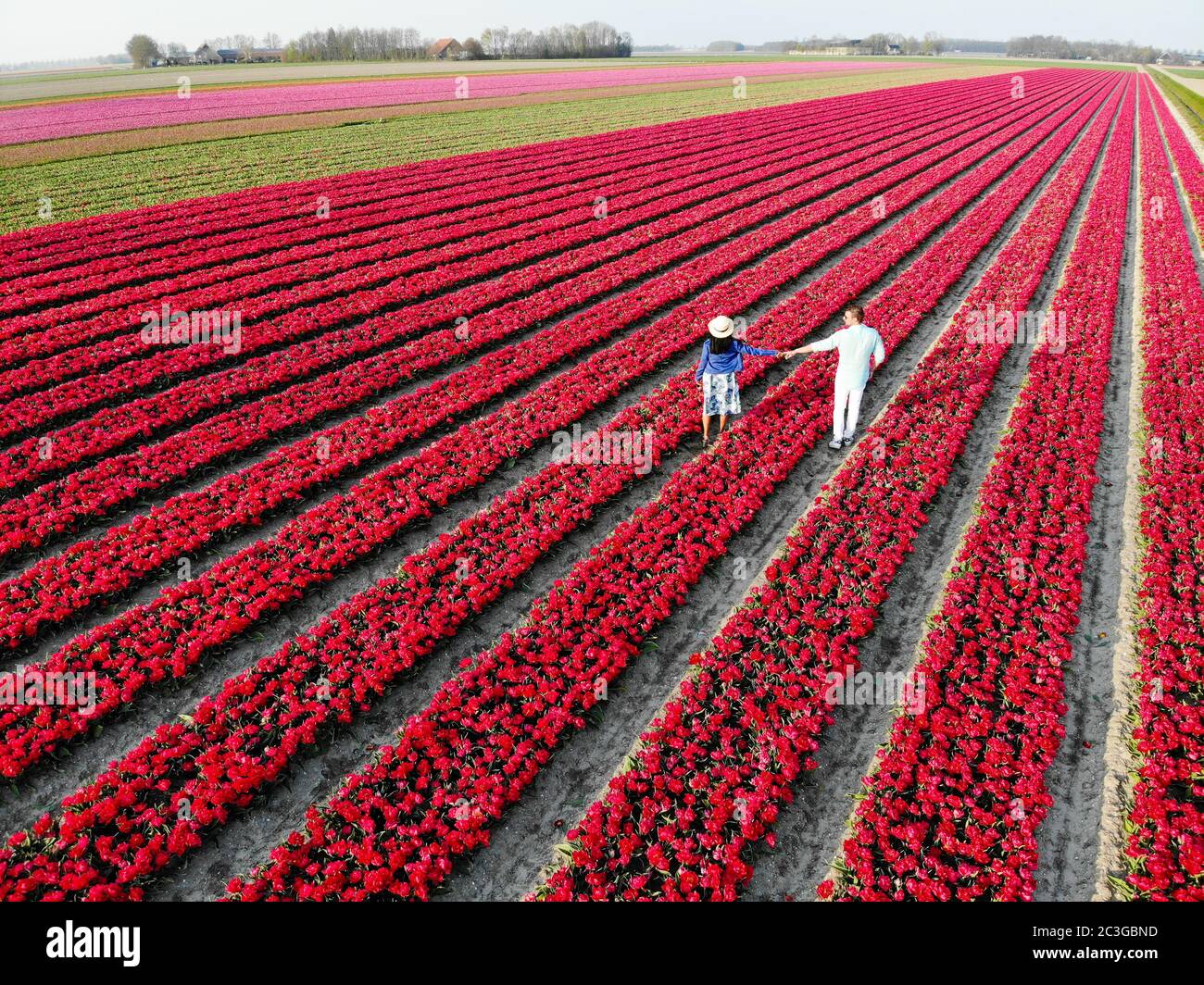 Vista aerea del drone dall'alto a coppie uomini e donne in campo tulipano, Noordoostpolder Paesi Bassi, regione bulbo Olanda in bl completo Foto Stock