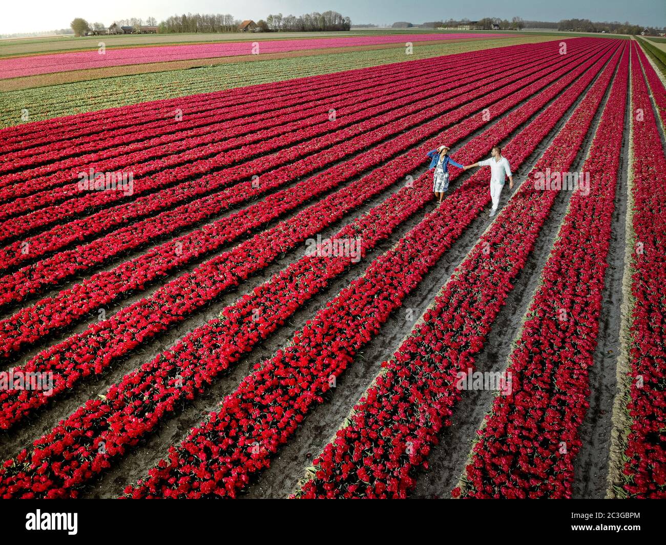 Vista aerea del drone dall'alto a coppie uomini e donne in campo tulipano, Noordoostpolder Paesi Bassi, regione bulbo Olanda in bl completo Foto Stock